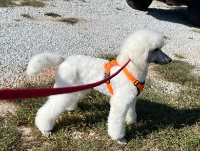 Captain Standard Poodle