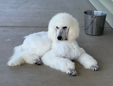 Captain Standard Poodle