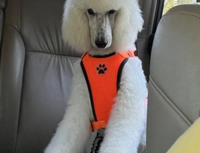 Captain Standard Poodle