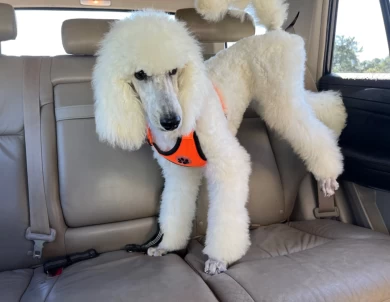 Captain Standard Poodle