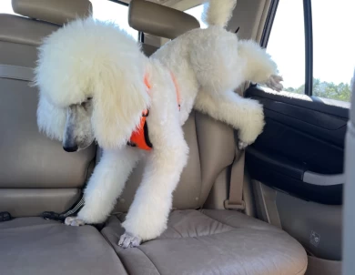 Captain Standard Poodle