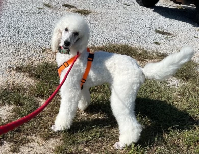 Captain Standard Poodle