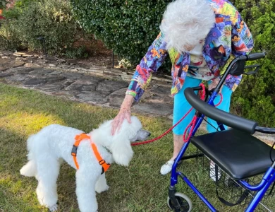 Captain Standard Poodle