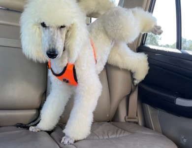 Captain Standard Poodle