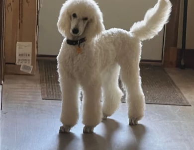 Captain Standard Poodle