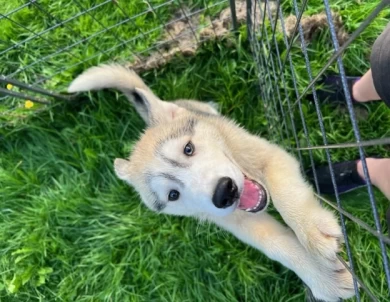 Soliel Siberian Husky