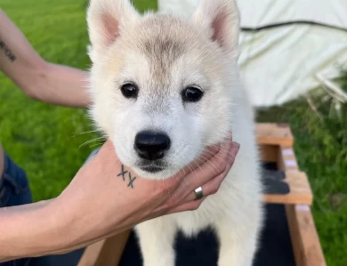 Thunder Siberian Husky