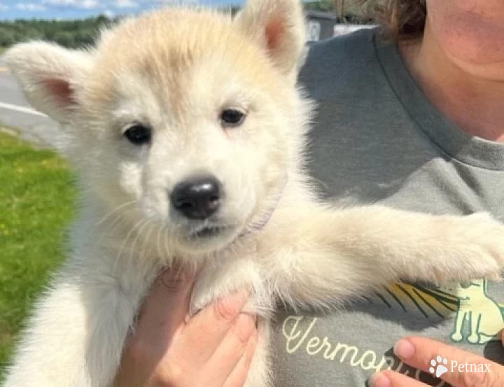 Thunder Siberian Husky