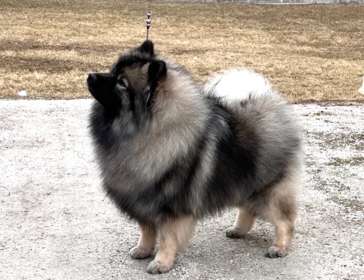 Fable Keeshond