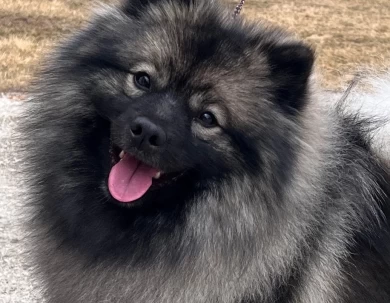 Fable Keeshond