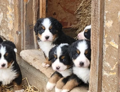 Boy 1 Bernese Mountain Dog