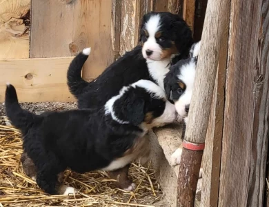 Boy 1 Bernese Mountain Dog