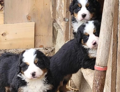 Boy 1 Bernese Mountain Dog