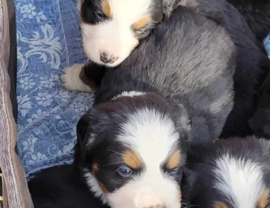 Girl 1 Bernese Mountain Dog