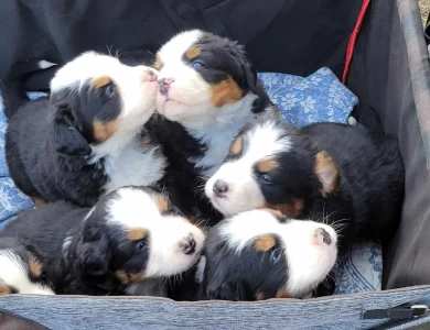 Girl 1 Bernese Mountain Dog