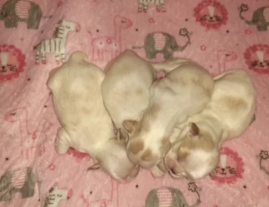 4 girls 3 are available  Shih Tzu