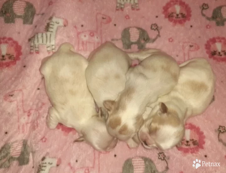 4 girls 3 are available  Shih Tzu