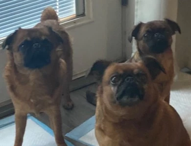 Brussels Griffon, Gold Country Griffs 