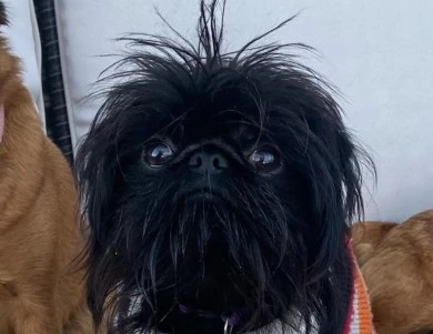 Violet  Brussels Griffon