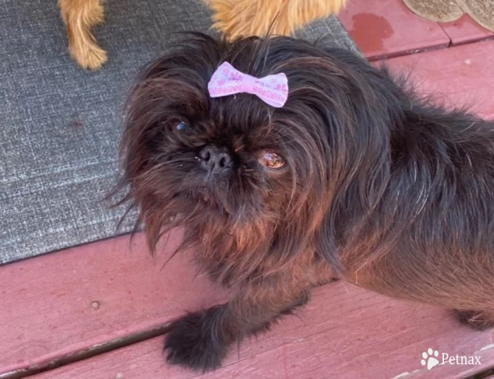 Violet  Brussels Griffon