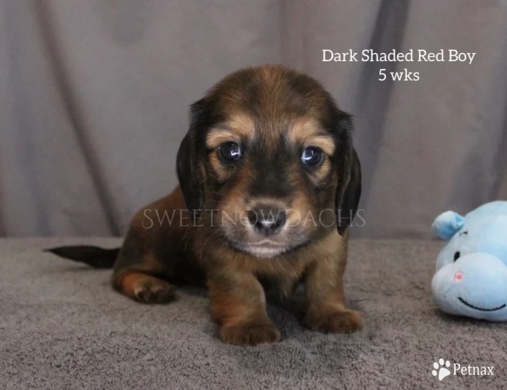 Dark Shaded Red Dachshund