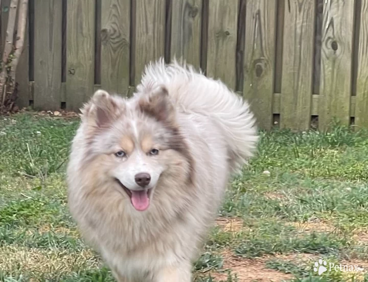 Summer Pomsky