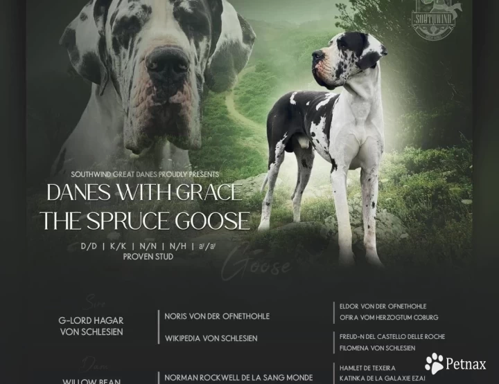 Goose Great Dane