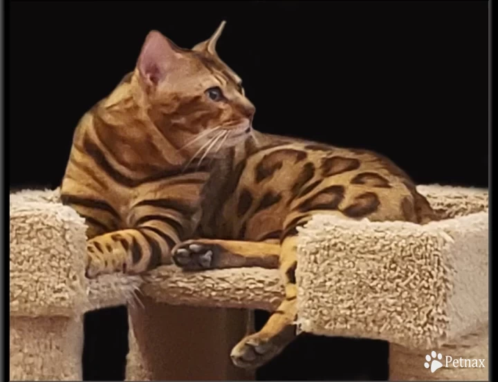 AbsolutelyBella Solo Bandit Bengal