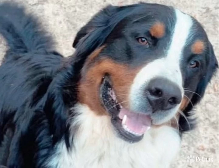 Barney Schachner Bernese Mountain Dog