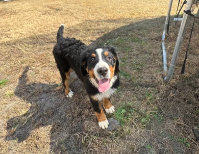 Female #1 Bernese Mountain Dog