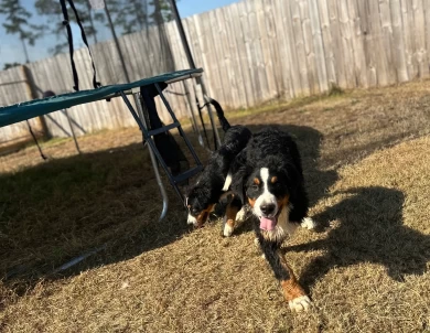 Female #1 Bernese Mountain Dog