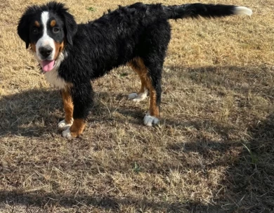 Female #1 Bernese Mountain Dog