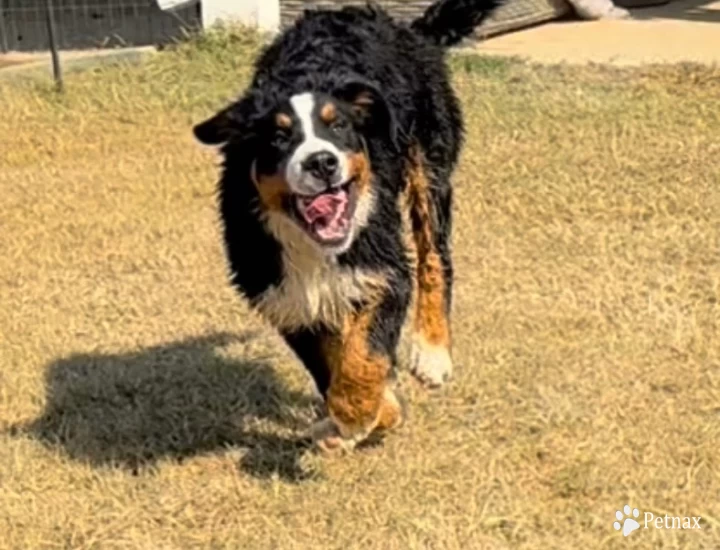 Female #1 Bernese Mountain Dog