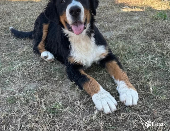 Female #2 Bernese Mountain Dog