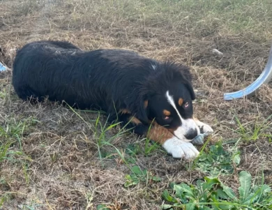 Female #2 Bernese Mountain Dog