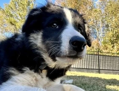 Cosmo Border Collie