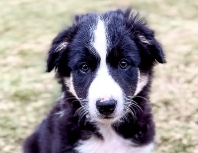 Cosmo Border Collie