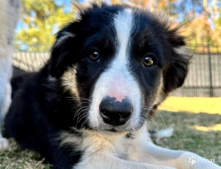 Cosmo Border Collie