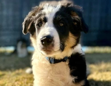 Orion Border Collie