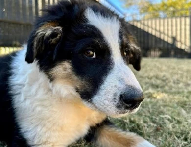 Orion Border Collie