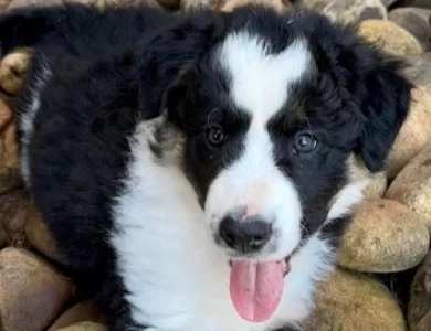 Orion Border Collie