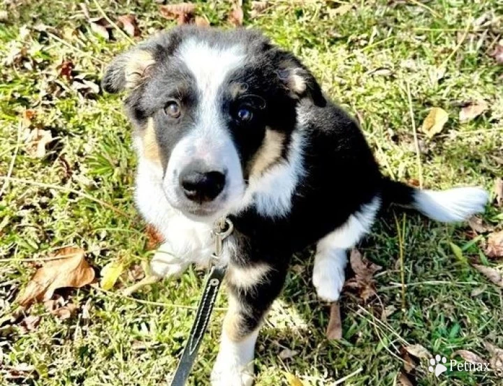 Orion Border Collie