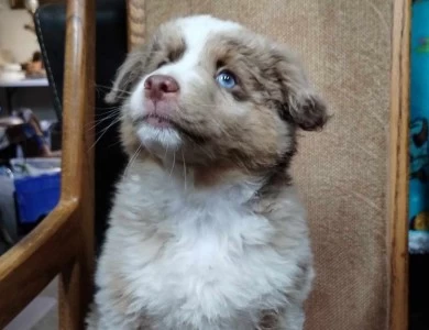 Fluff Nugget Miniature Australian Shepherd