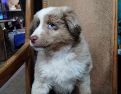 Fluff Nugget Miniature Australian Shepherd