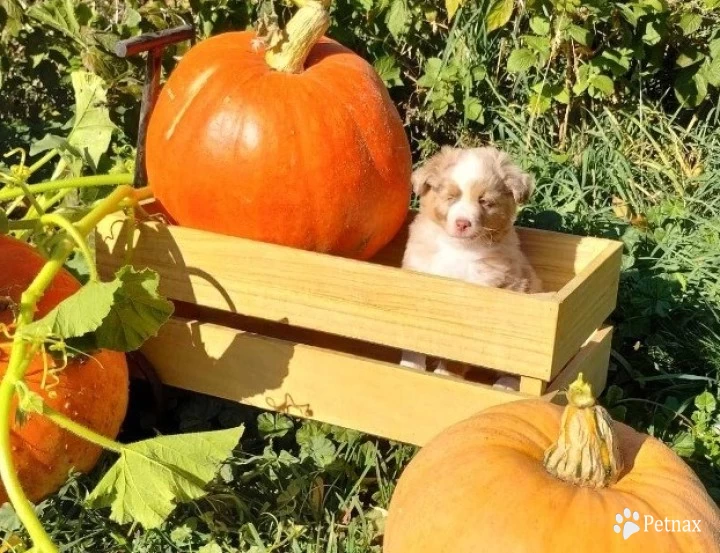 Fluff Nugget Miniature Australian Shepherd