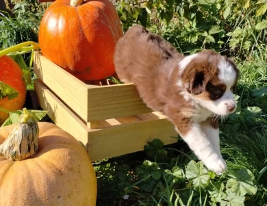 Red Miniature Australian Shepherd