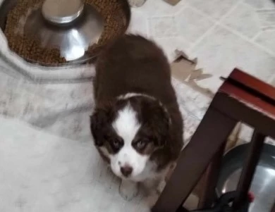 Red Miniature Australian Shepherd