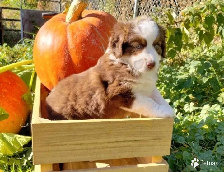 Red Miniature Australian Shepherd