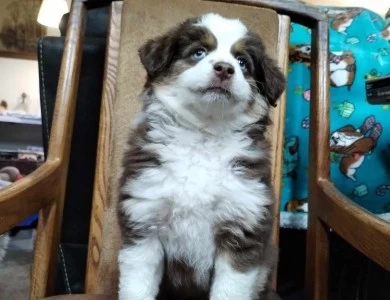 Red Miniature Australian Shepherd