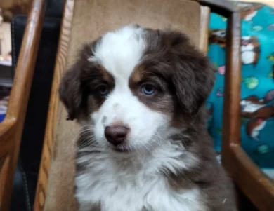 Red Miniature Australian Shepherd